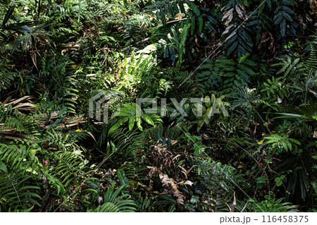 Tropical jungles of Southeast Asia 116458375