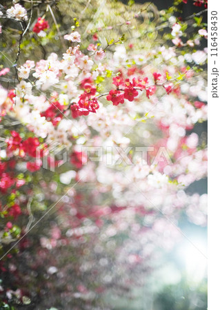 夜の妖艶な木瓜の花 116458430