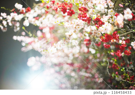 夜の妖艶な木瓜の花 116458433