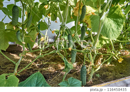 Young cucumbers growing in beds and cucumber ovaries 116458435