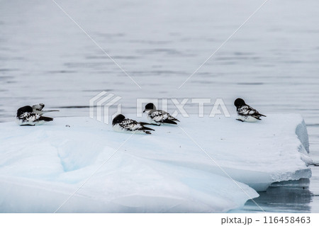 Cape Petrels resting on an iceberg 116458463