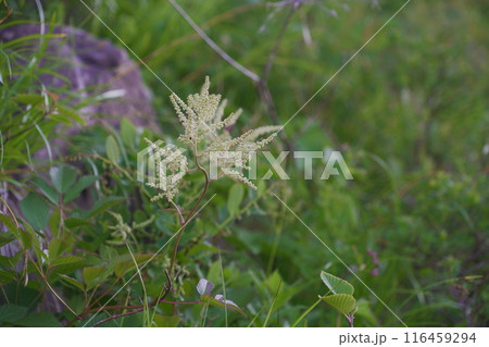 白馬八方尾根に咲く高山植物 ショウマショウマ 白馬八方尾根に咲く高山植物 ショウマショウマ 116459294