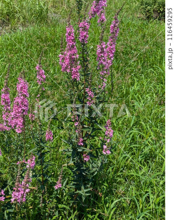 初夏の公園に咲くミドハギのピンク色の花 初夏の公園に咲くミドハギのピンク色の花 116459295
