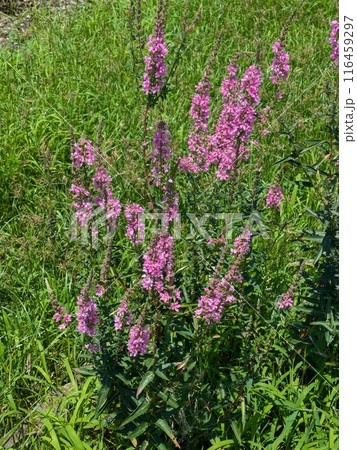 初夏の公園に咲くミドハギのピンク色の花 初夏の公園に咲くミドハギのピンク色の花 116459297