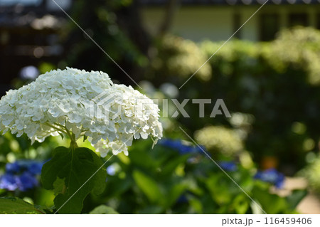 梅雨時期に似合う白いアジサイの花 梅雨時期に似合う白いアジサイの花 116459406