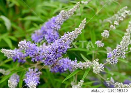 セイヨウニンジンボク 116459520