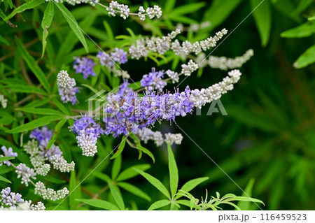 セイヨウニンジンボク 116459523