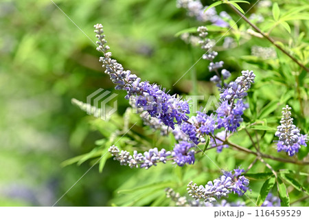 セイヨウニンジンボク 116459529