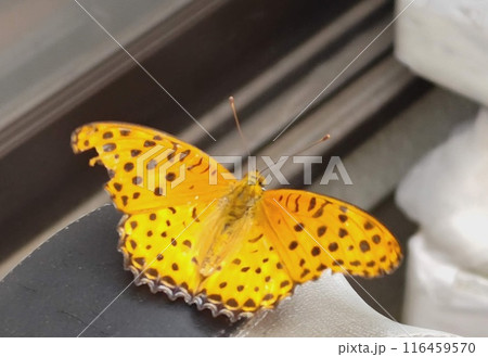 羽を開いたツマグロヒョウモン 羽を開いたツマグロヒョウモン 116459570