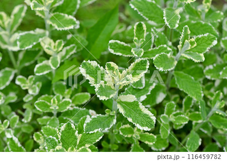 パイナップルミント 116459782
