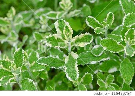 パイナップルミント 116459784