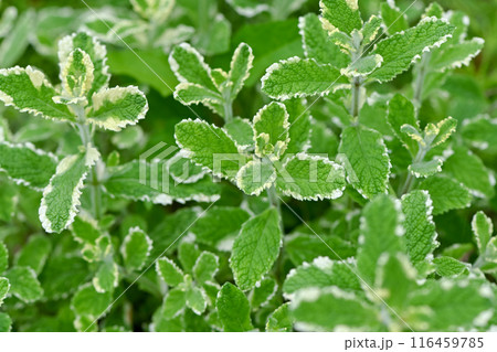パイナップルミント 116459785