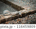 hot squirrel with its eyes closed resting on cool bricks 116459809