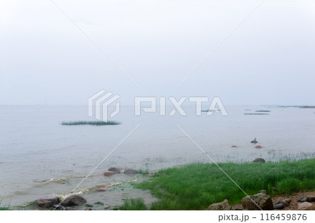 foggy seascape, natural background, shore of the Gulf of Finland in rainy weather 116459876