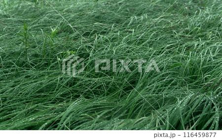 sea grass on the shore of a gulf in the fog in rainy weather 116459877