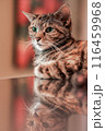 vertical image of beautiful brown tabby cat sitting on reflective metal table	 116459968