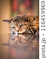 vertical image of beautiful brown tabby cat laying on reflective metal table	 116459969