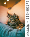 vertical image of beautiful brown tabby cat sitting on couch	 116460175