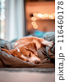 young beagle sleeping deeply in bed, warm home atmosphere	 116460178