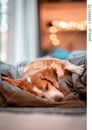 young beagle sleeping deeply in bed, warm home atmosphere	 116460178