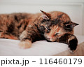 sleeping tortoiseshell cat	 116460179