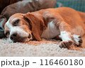 closeup image of deeply sleeping beagle dog with its eyes half open	 116460180