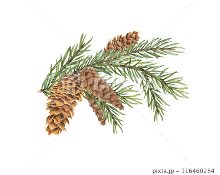 Spruce tree branch with cones. Cone bunch on evergreen twig. Winter holiday plant. Watercolor botanical illustration isolated on white background. Aroma element for festive design, package decor Spruce tree branch with cones. Cone bunch on evergreen twig. Winter holiday plant. Watercolor botanical illustration isolated on white background. Aroma element for festive design, package decor 116460284