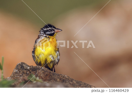 African Golden breasted Bunting in Kruger National park, South Africa African Golden breasted Bunting in Kruger National park, South Africa 116460429