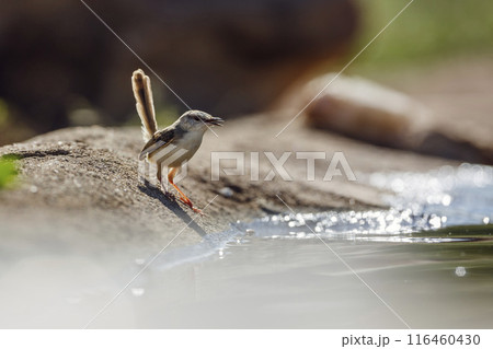 Black chested Prinia in Kruger National park, South Africa 116460430