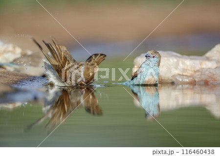 Blue breasted Cordonbleu in Kruger National park, South Africa 116460438
