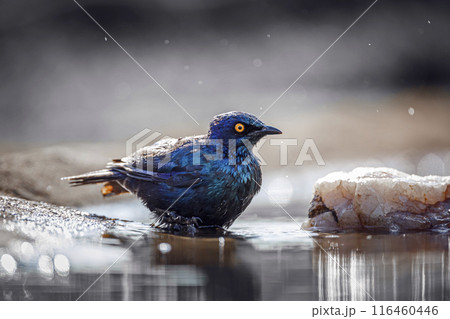 Cape Glossy Starling in Kruger National park, South Africa 116460446
