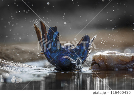 Cape Glossy Starling in Kruger National park, South Africa 116460450