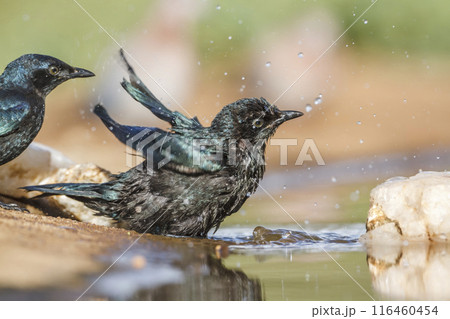 Cape Glossy Starling in Kruger National park, South Africa Cape Glossy Starling in Kruger National park, South Africa 116460454