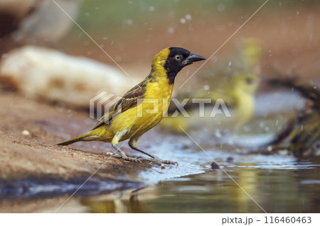 Lesser Masked Weaver in Kruger National park, South Africa 116460463