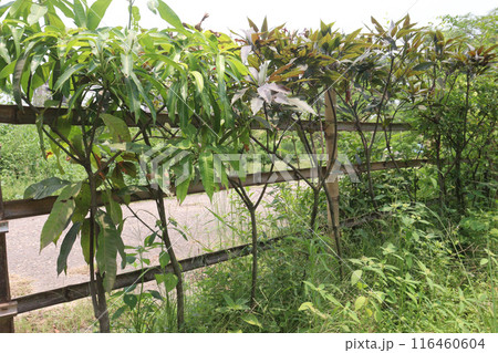 mango on tree in farm for sell mango on tree in farm for sell 116460604