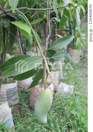 mango on tree in farm for sell mango on tree in farm for sell 116460670