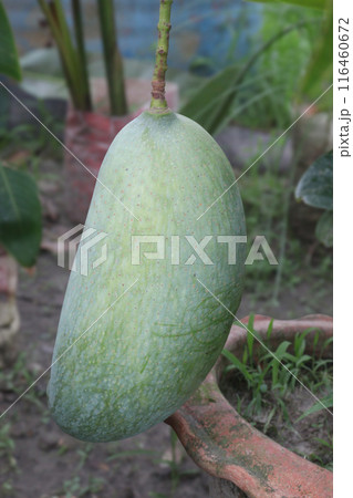 mango on tree in farm for sell 116460672