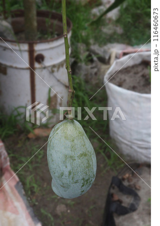 mango on tree in farm for sell mango on tree in farm for sell 116460673