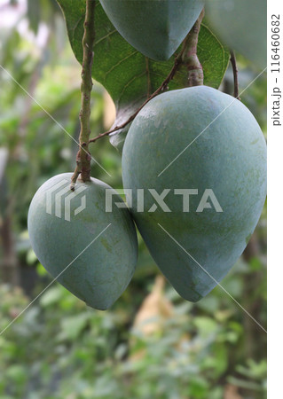 mango on tree in farm for sell 116460682