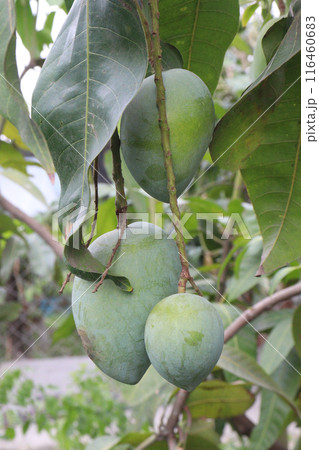 mango on tree in farm for sell 116460683