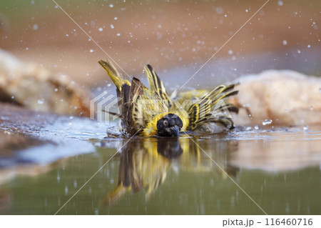 Lesser Masked Weaver in Kruger National park, South Africa 116460716