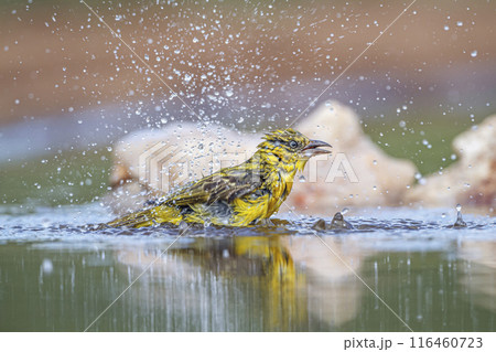 Lesser Masked Weaver in Kruger National park, South Africa 116460723