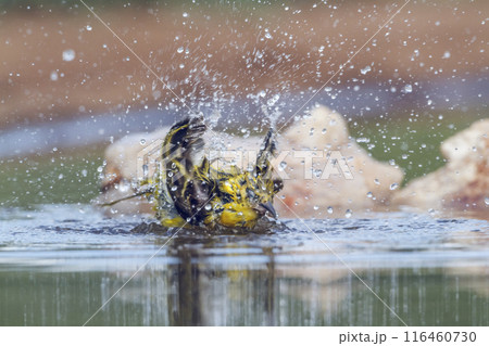 Lesser Masked Weaver in Kruger National park, South Africa Lesser Masked Weaver in Kruger National park, South Africa 116460730