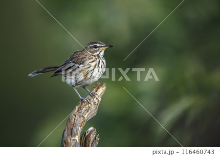 Red backed Scrub Robin in Kruger National park, South Africa 116460743