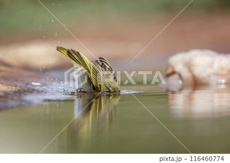 Village weaver in Kruger National park, South Africa 116460774