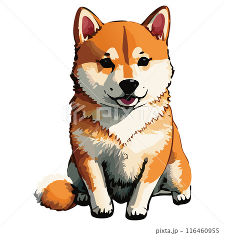 座っている柴犬 116460955