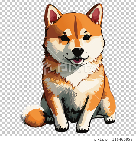 座っている柴犬 116460955