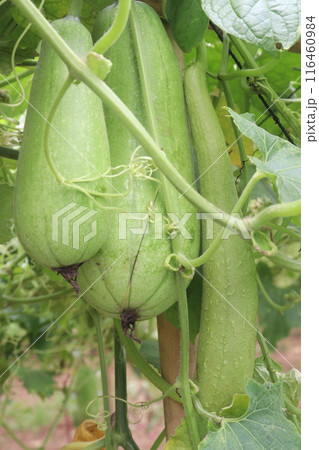 wax guard on plant in farm 116460984