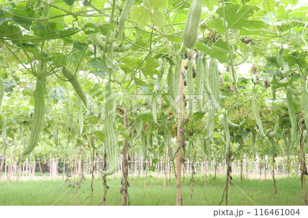 snake gourd on tree in farm snake gourd on tree in farm 116461004