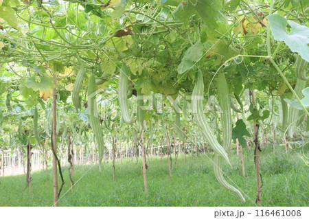 snake gourd on tree in farm snake gourd on tree in farm 116461008